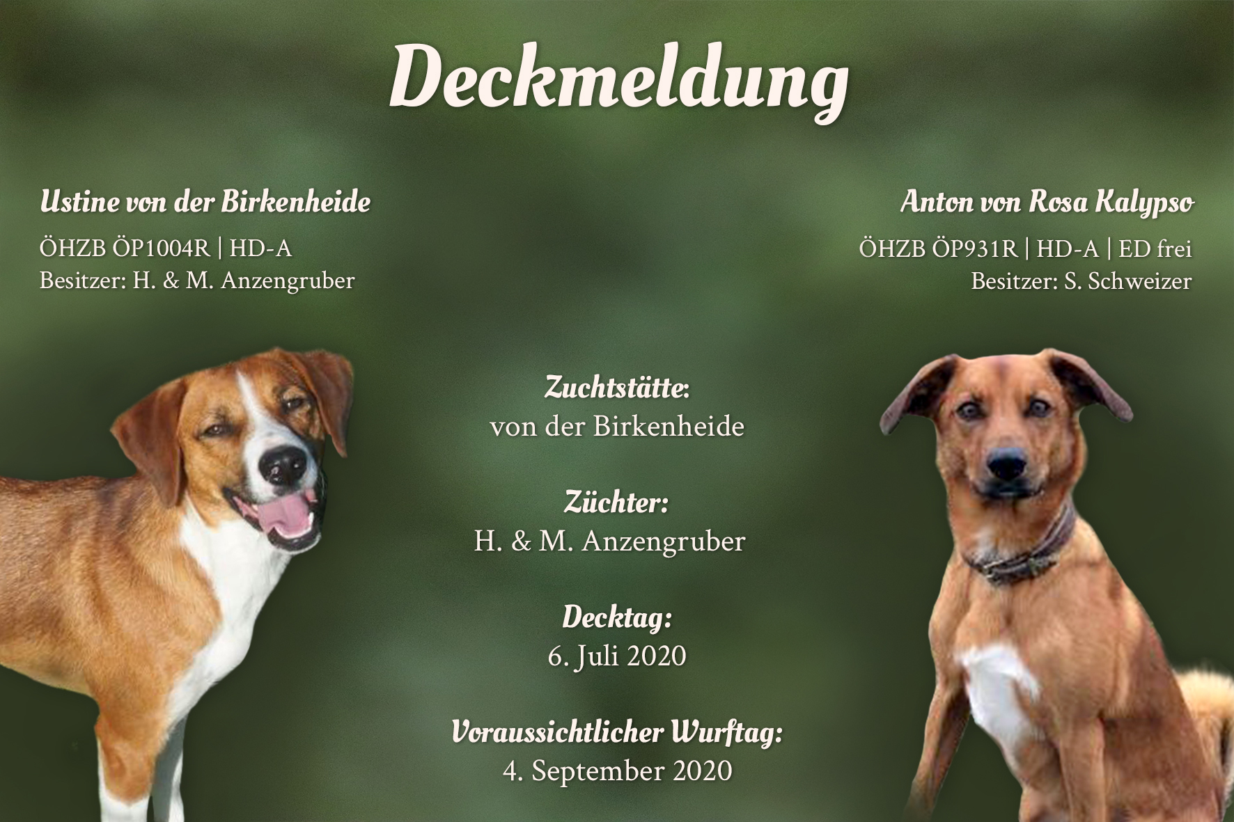 Deckmeldung_AT_Birkenheide Deckmeldung Birkenheide