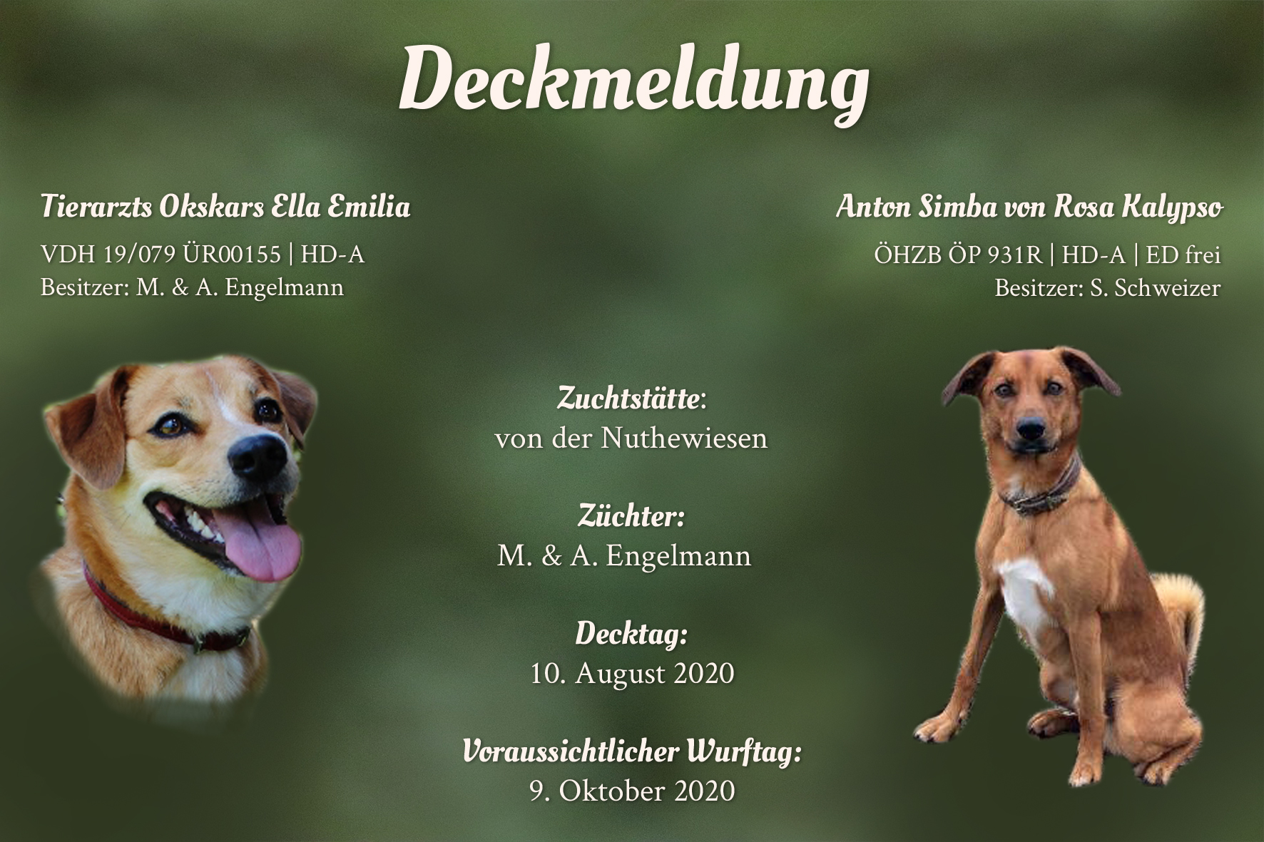 Deckmeldung_Nuthewiesen_DE B-Wurf Nuthewiesen