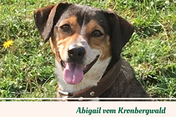 Abigail vom Kronbergwald