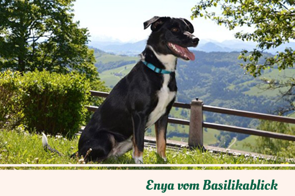 Enya vom Basilikablick