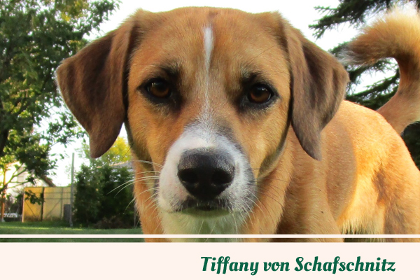 Tiffany von Schafschnitz_HP