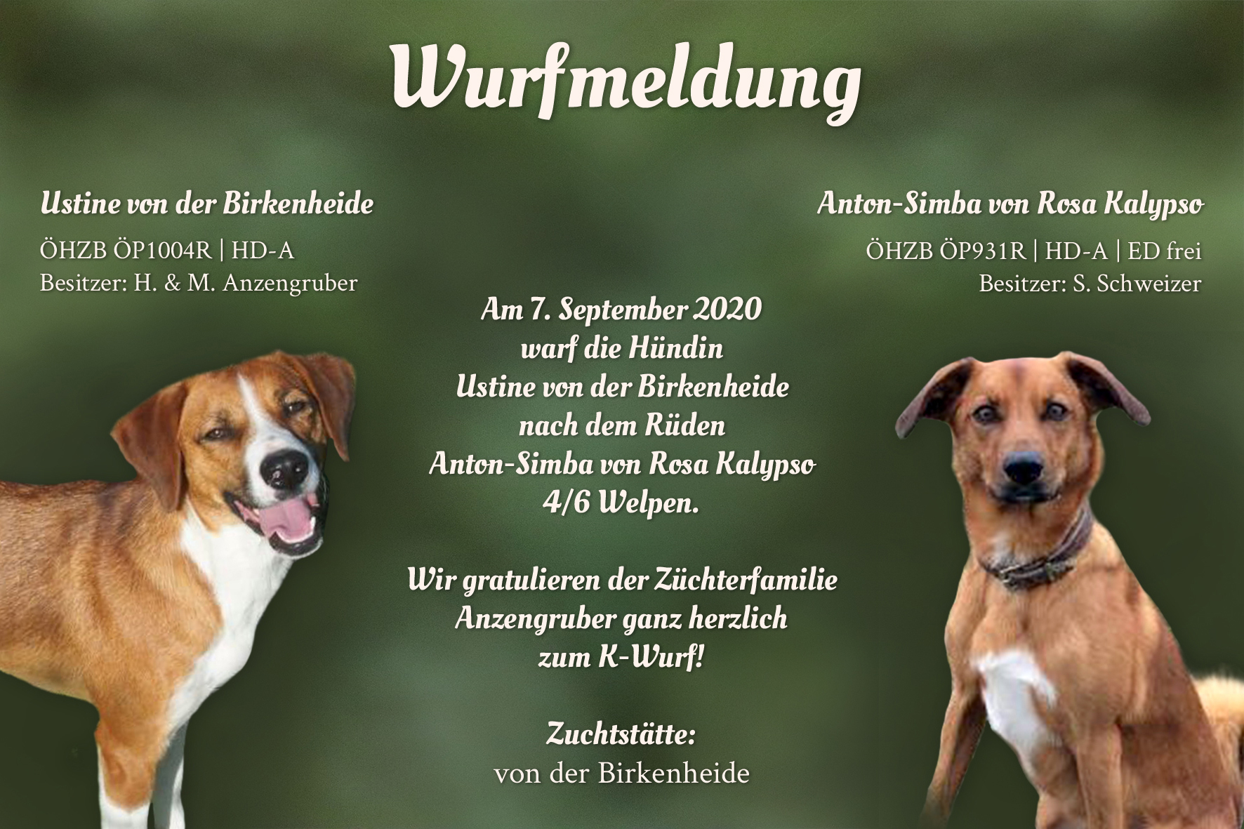 Wurfmeldung_Birkenheide_K