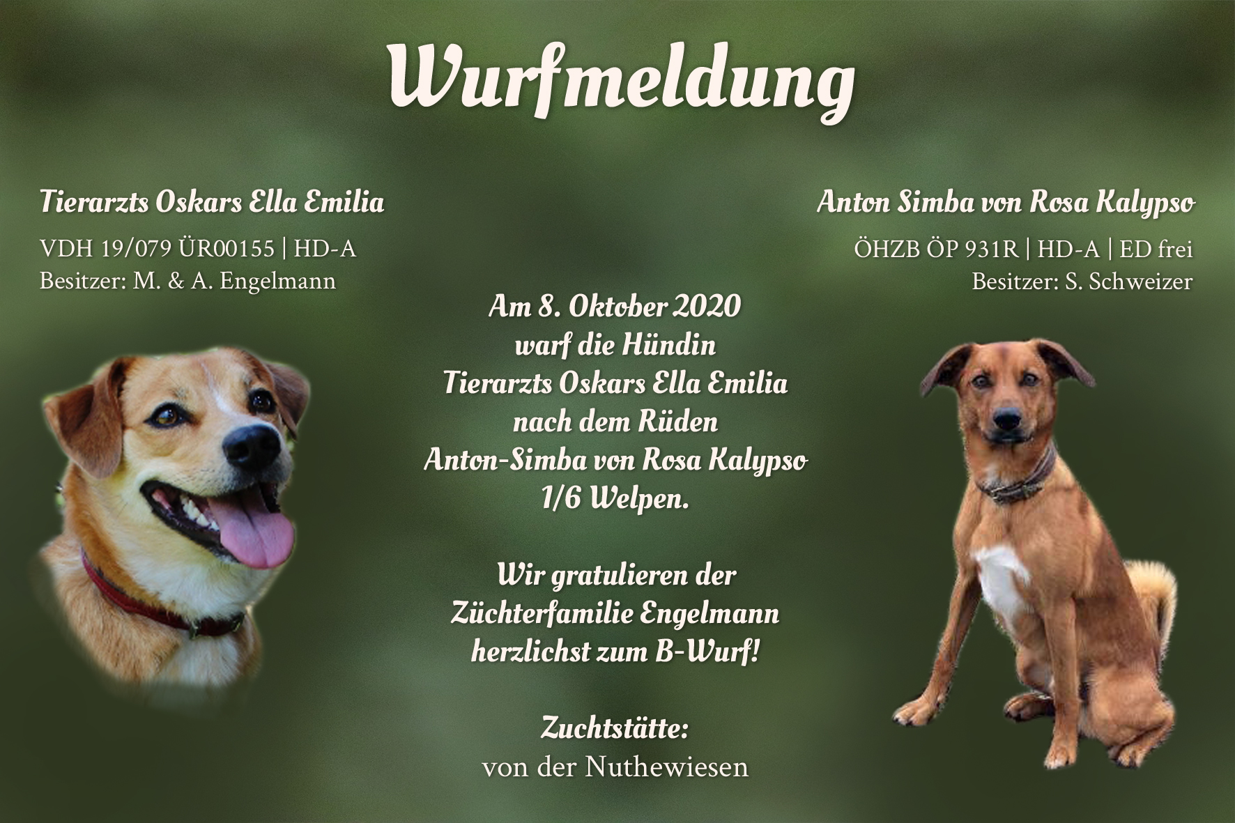 Wurfmeldung_Nuthewiesen_DE