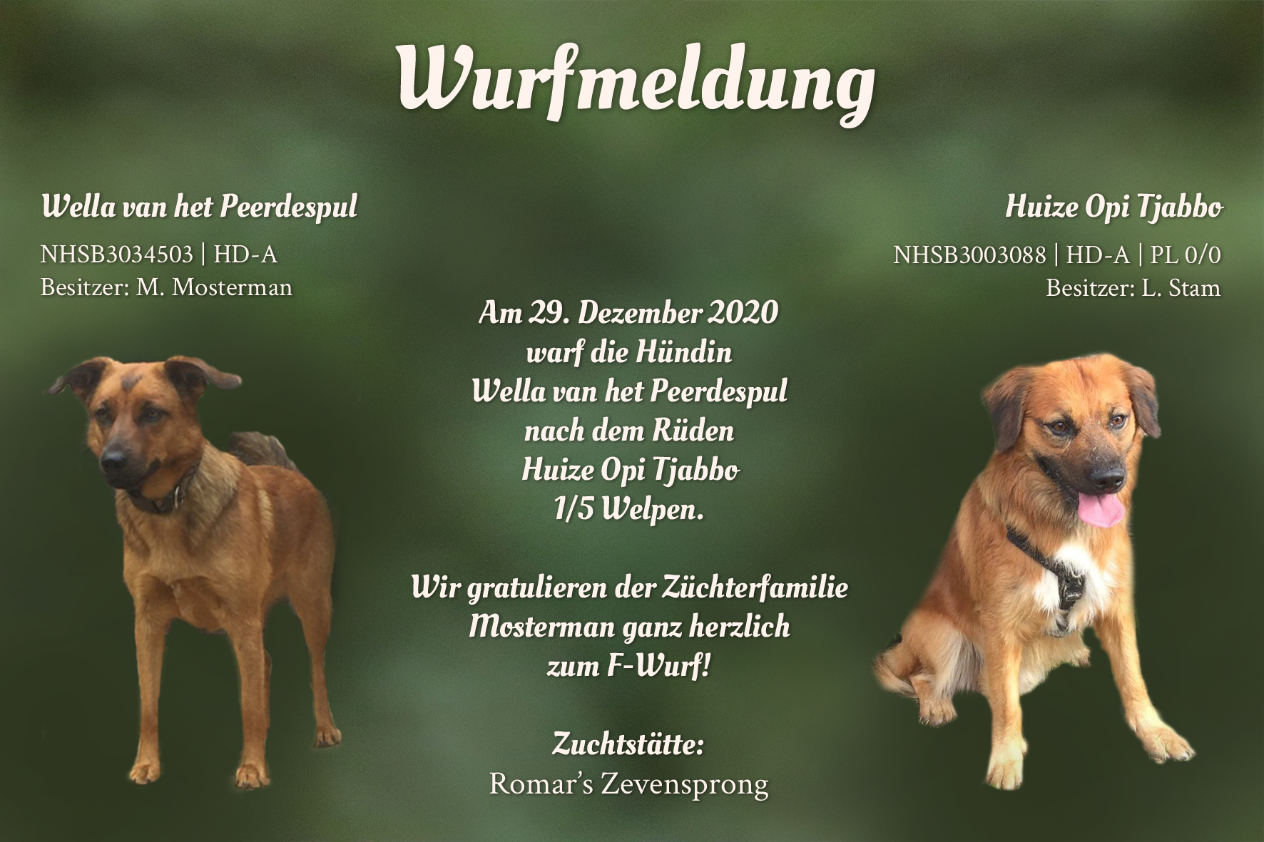 Wurfmeldung F-Wurf Romars Zevensprong
