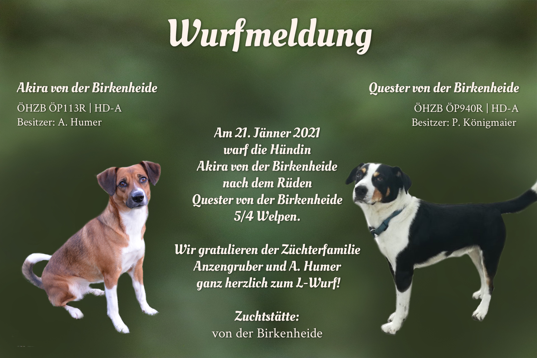 Wurfmeldung L-Wurf Birkenheide