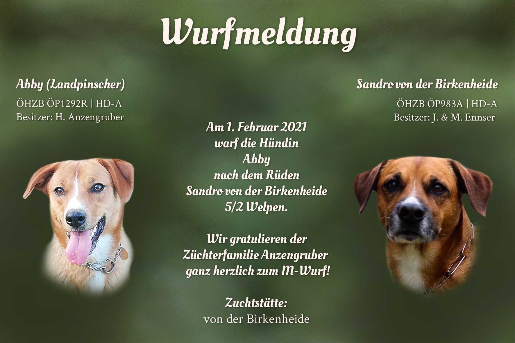 Wurfmeldung M-Wurf Birkenheide