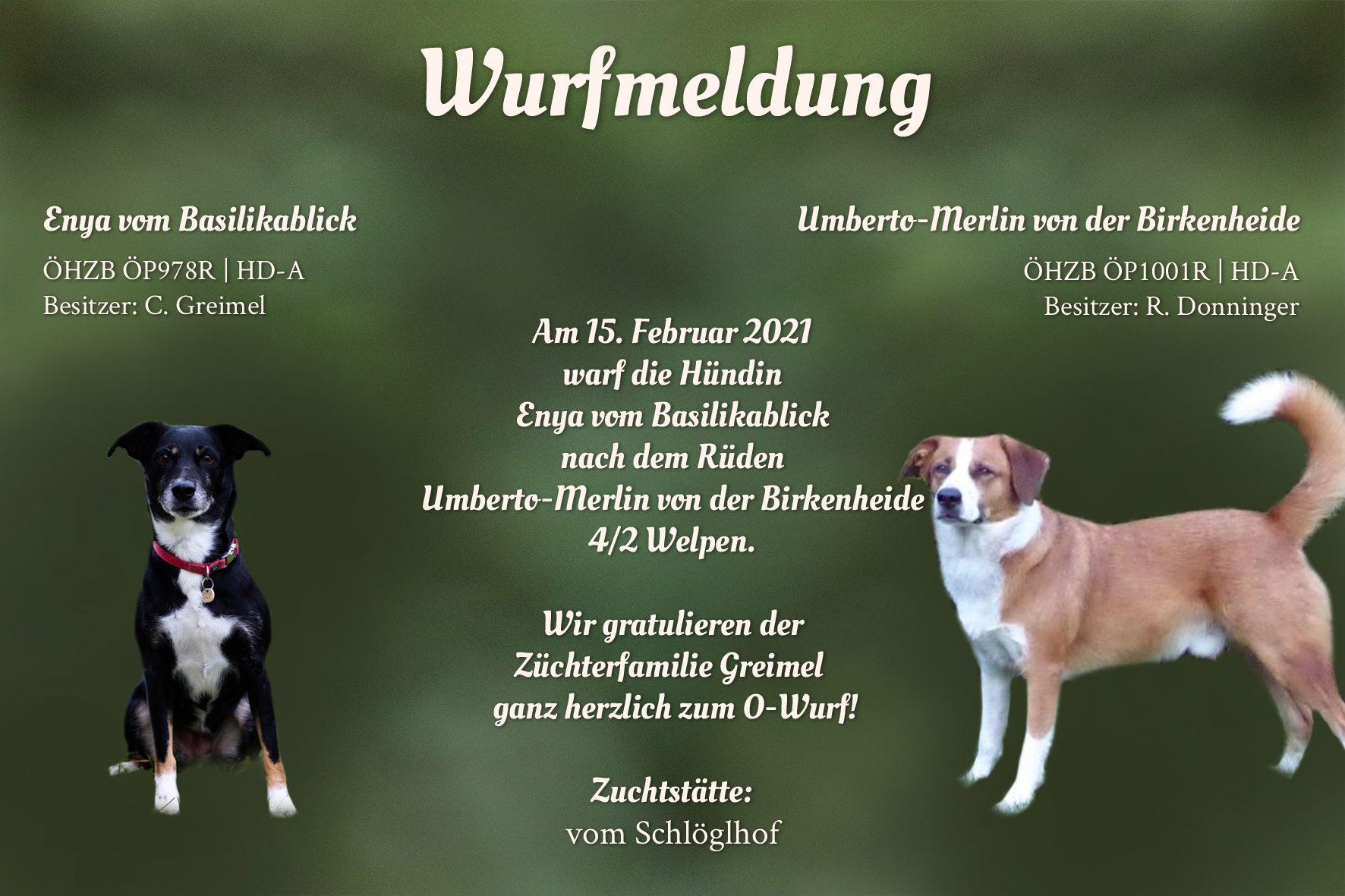 Wurfmeldung O-Wurf Schlöglhof