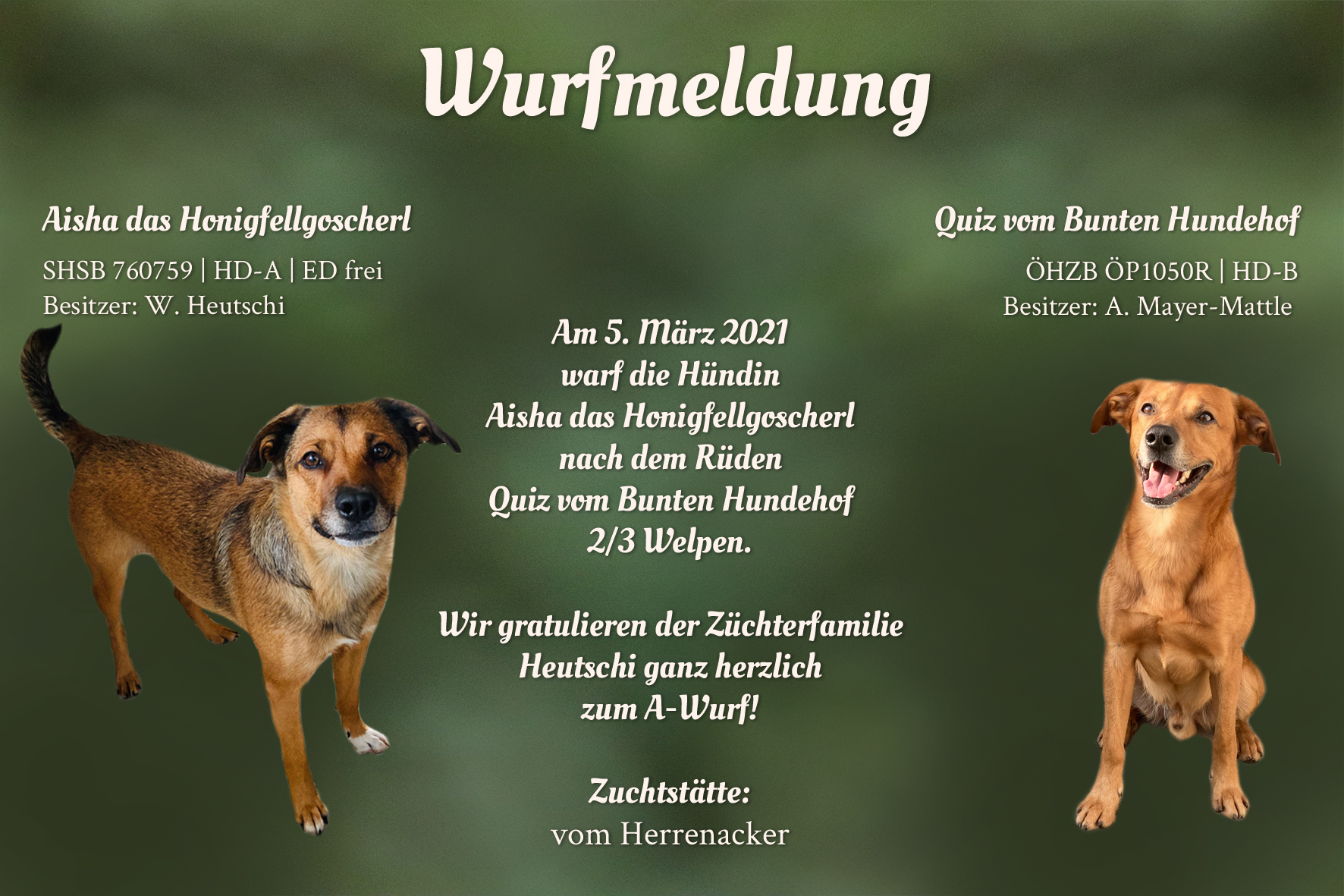 Wurfmeldung A-Wurf Herrenacker