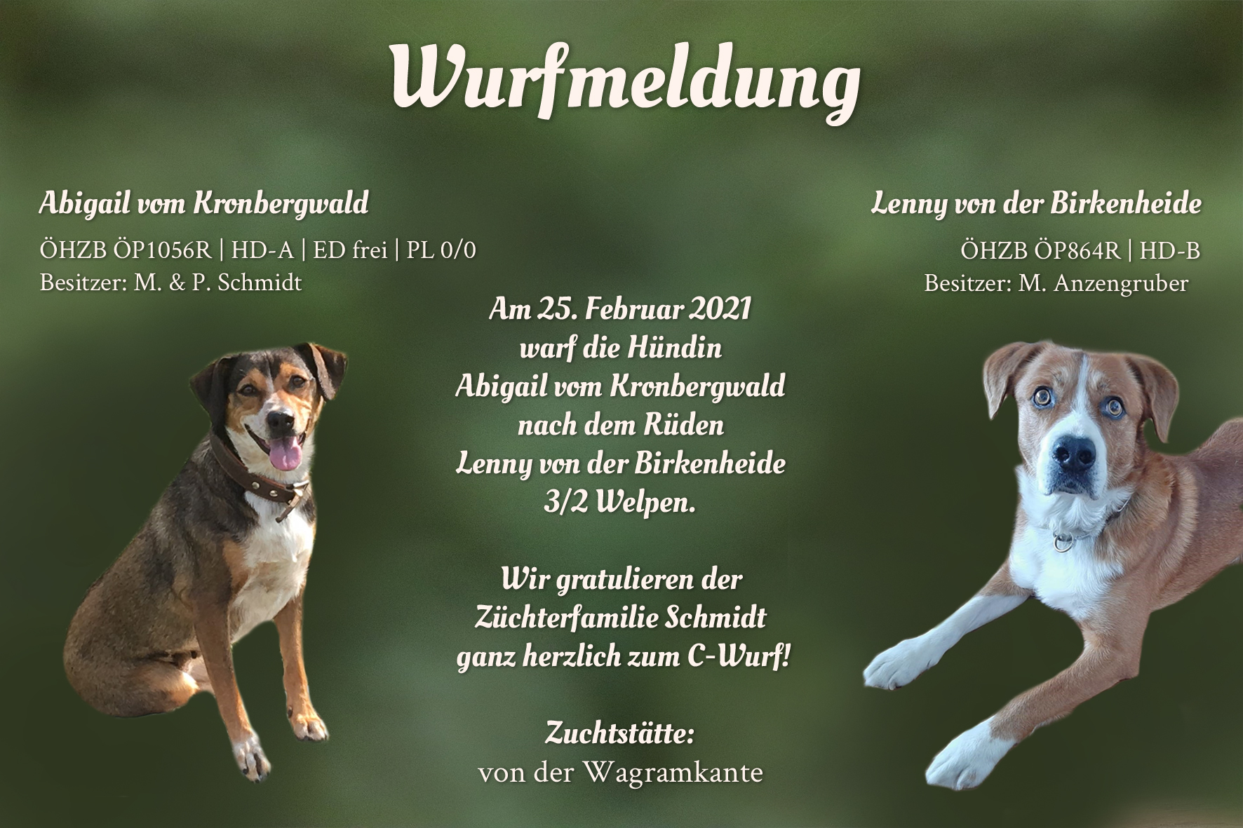 Wurfmeldung C-Wurf Wagramkante