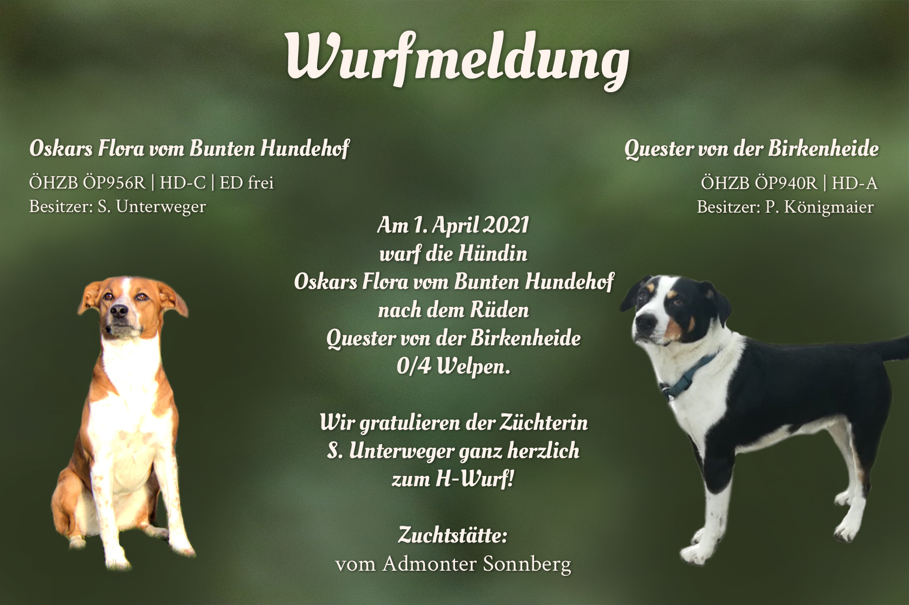 Wurfmeldung H-Wurf Admonter Sonnberg