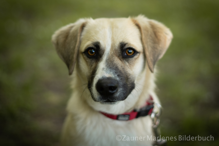 Bailey-Fae vom Windbichlhof