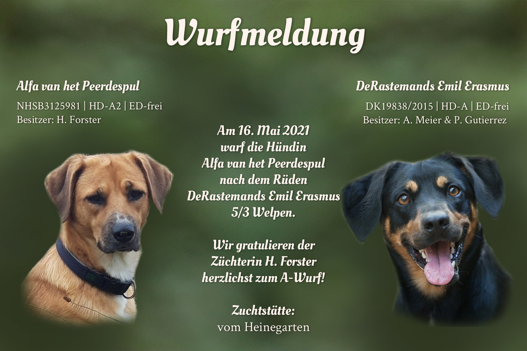Wurfmeldung A-Wurf Heinegarten_DE