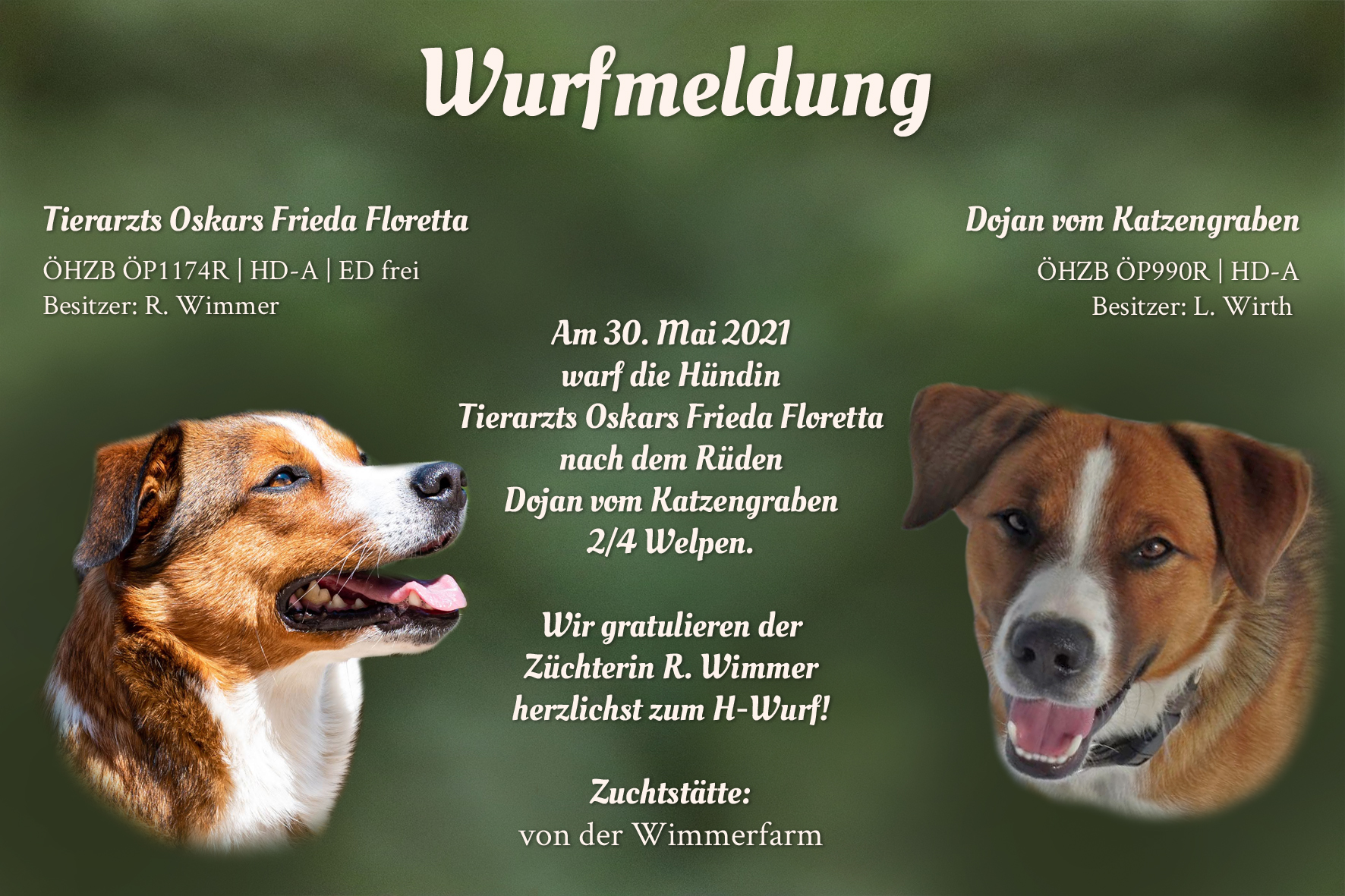 Wurfmeldung H-Wurf Wimmerfarm