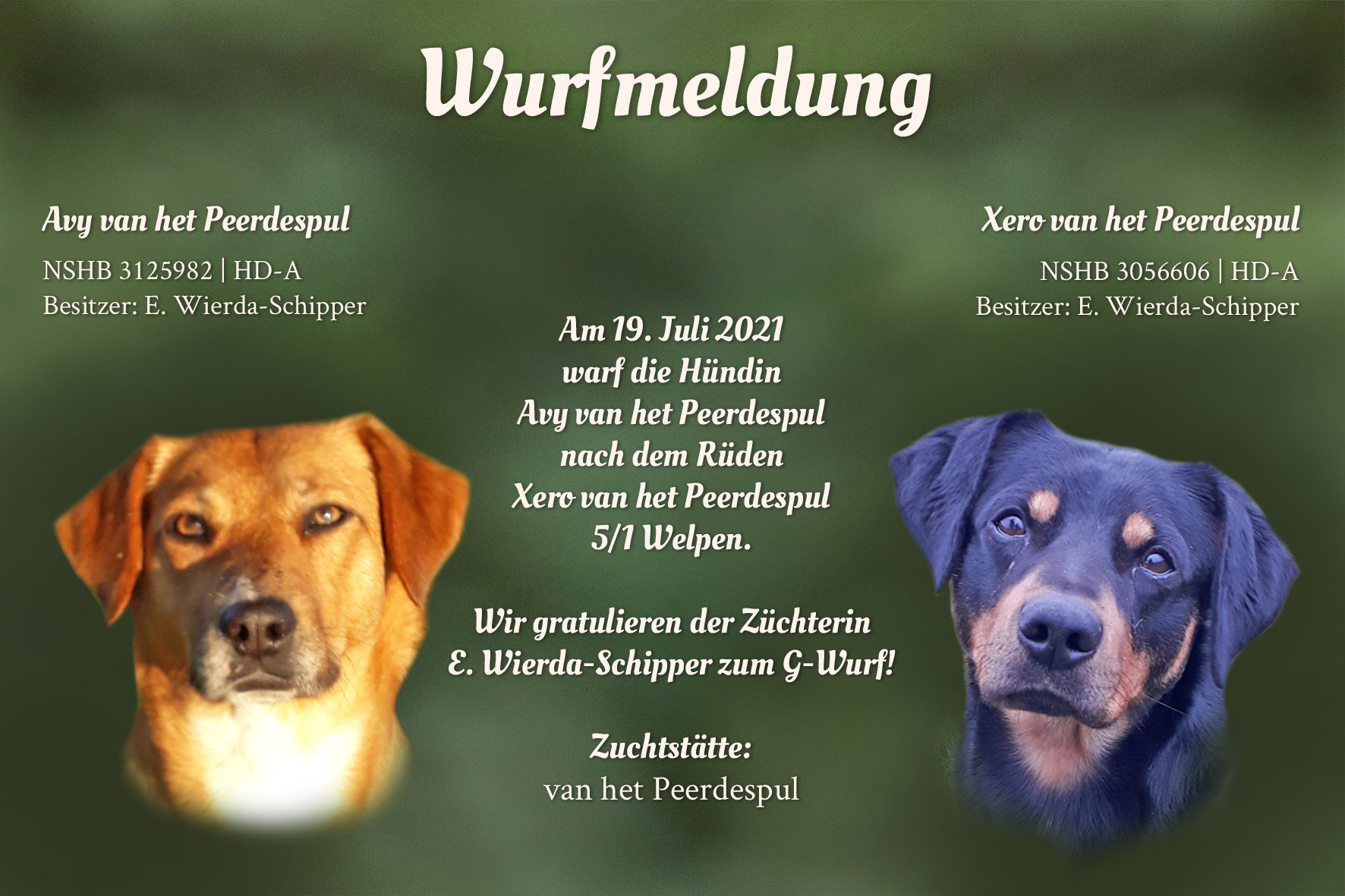 Wurfmeldung G-Wurf Peerdespul