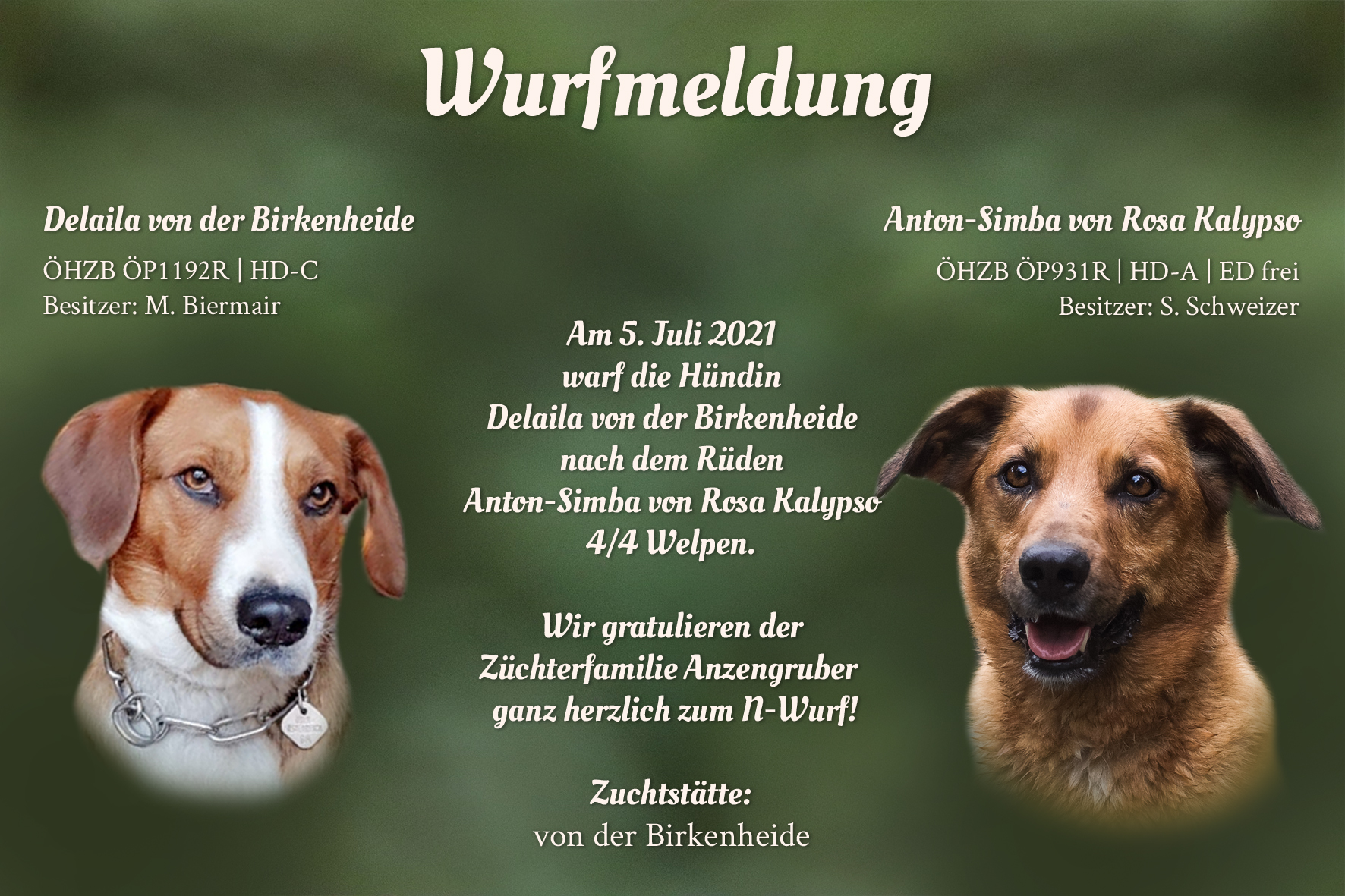 Wurfmeldung N-Wurf Birkenheide