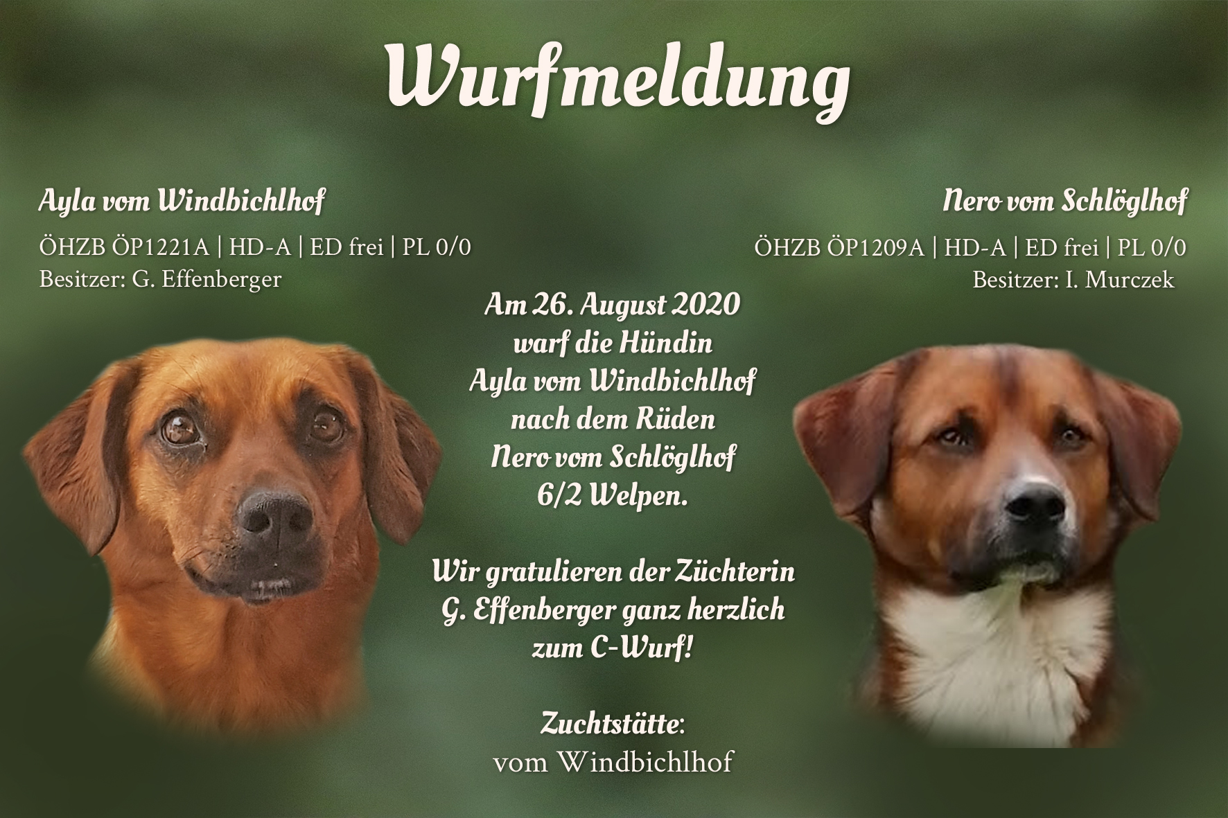 Wurfmeldung C-Wurf Windbichlhof