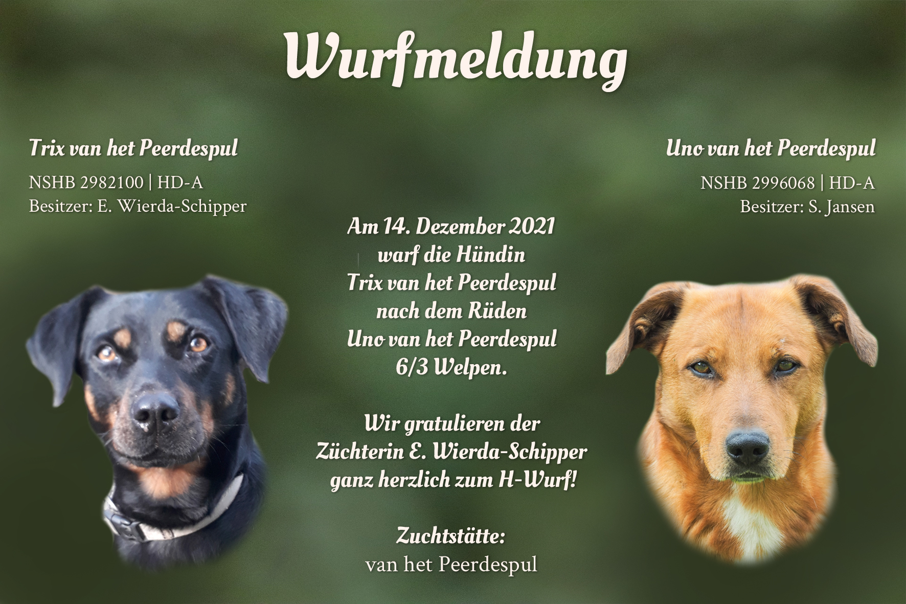 Wurfmeldung H-Wurf Peerdespul
