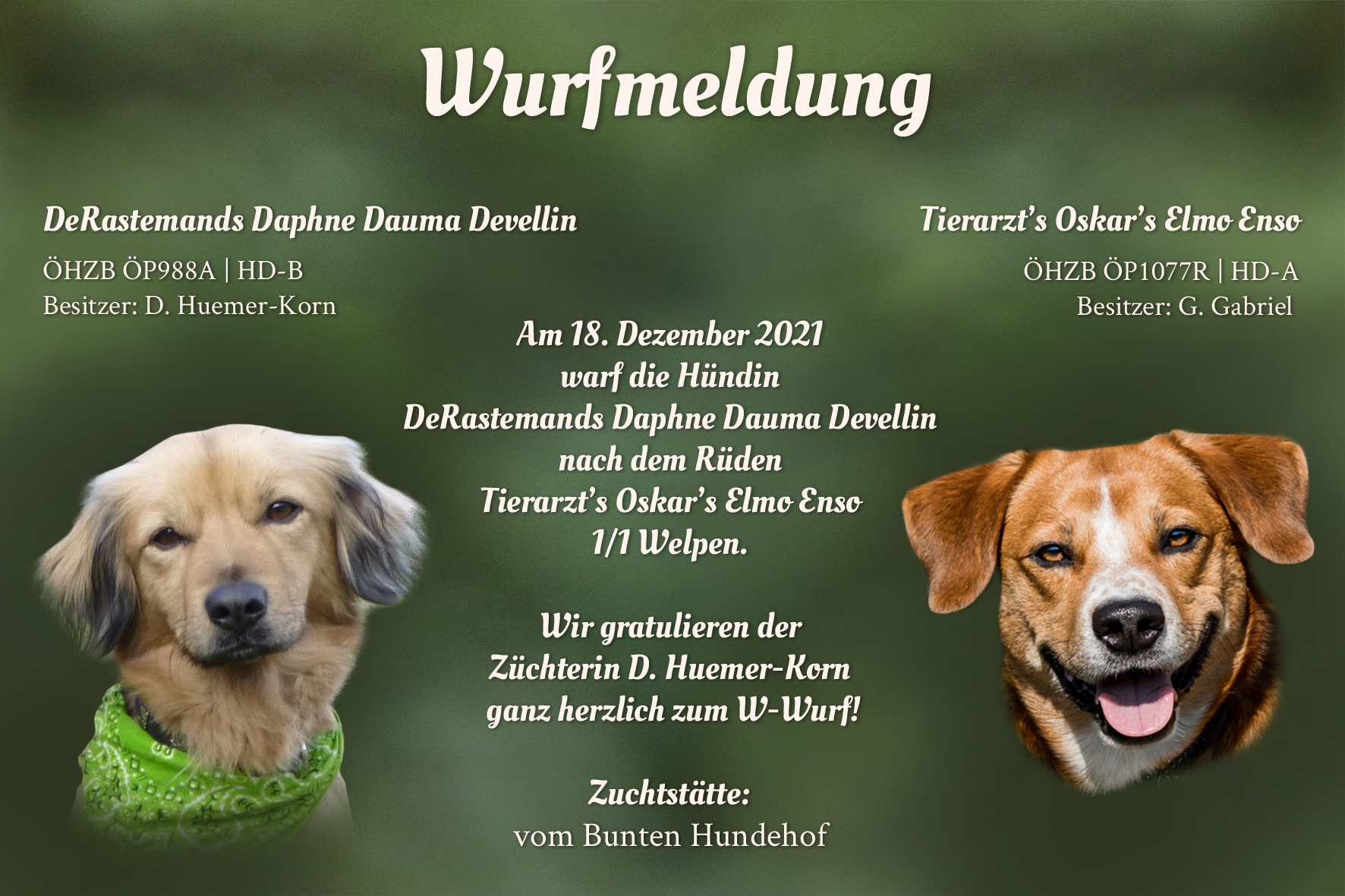 Wurfmeldung W-Wurf Bunter Hundehof