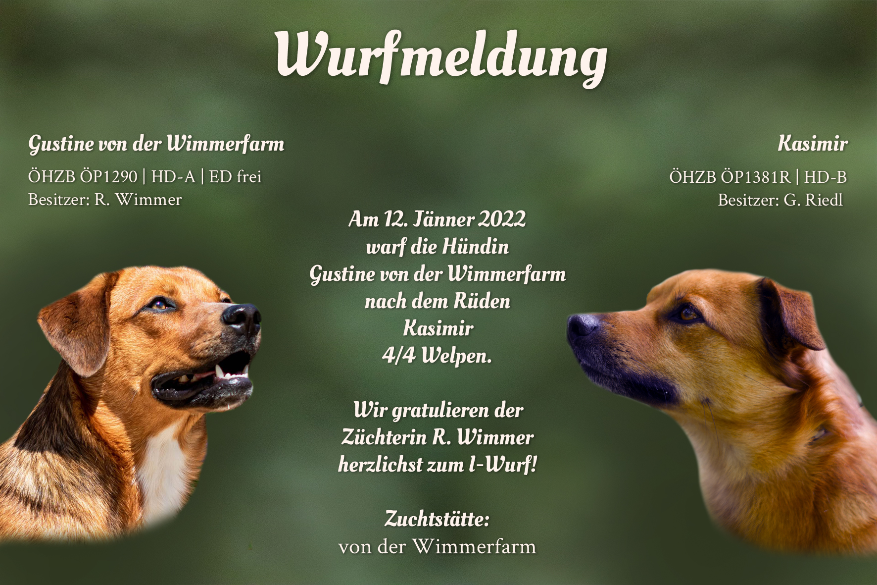 Wurfmeldung I-Wurf Wimmerfarm