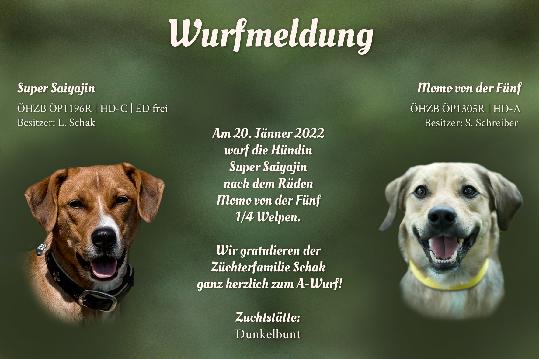 Wurfmeldung A-Wurf Dunkelbunt