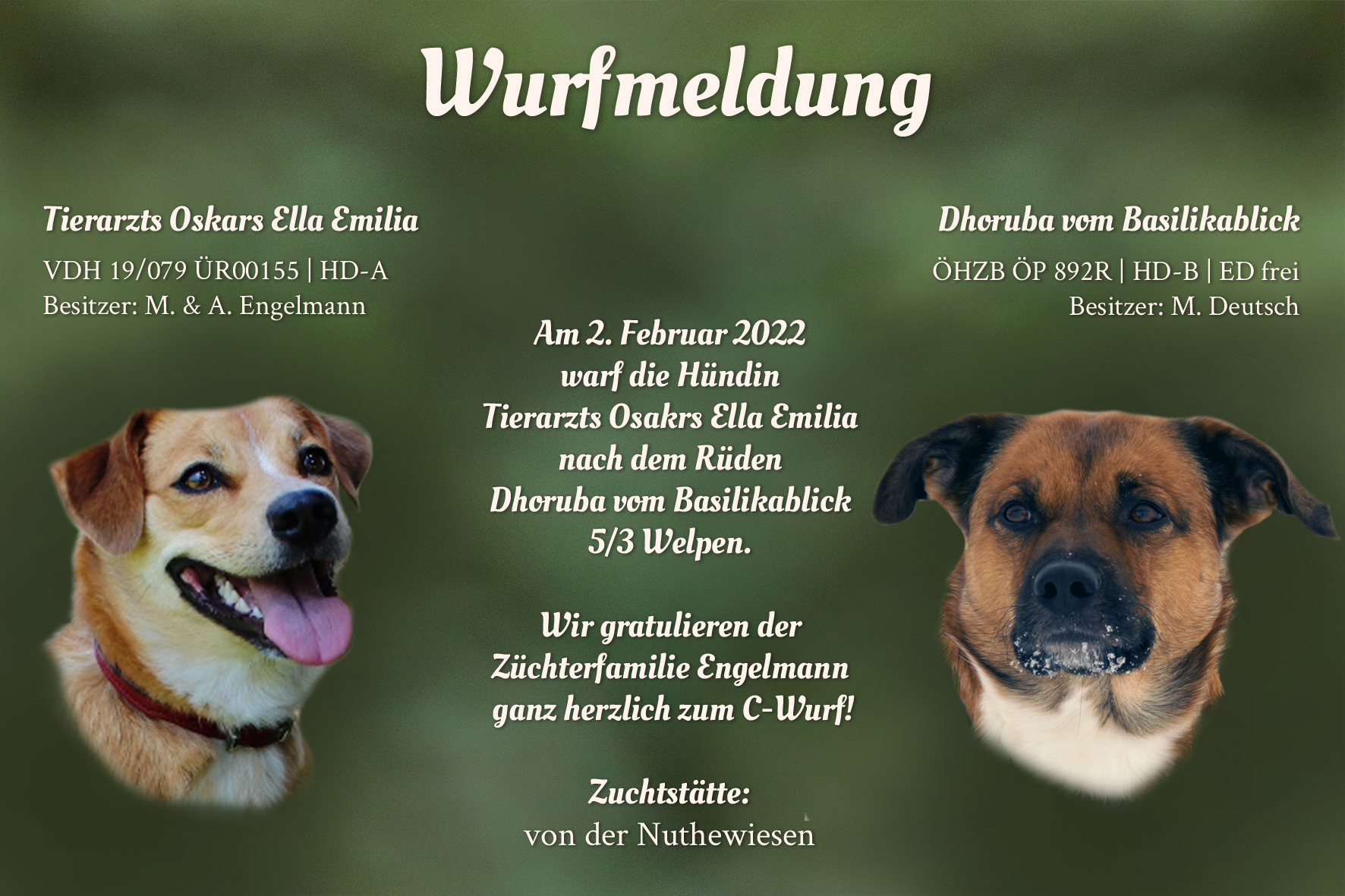 Wurfmeldung C-Wurf Nuthewiesen