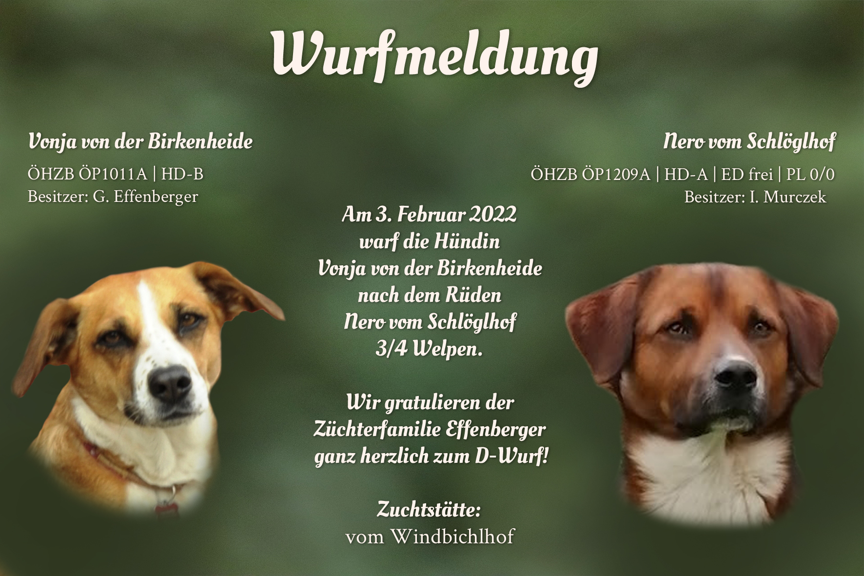 Wurfmeldung D-Wurf Windbichlhof