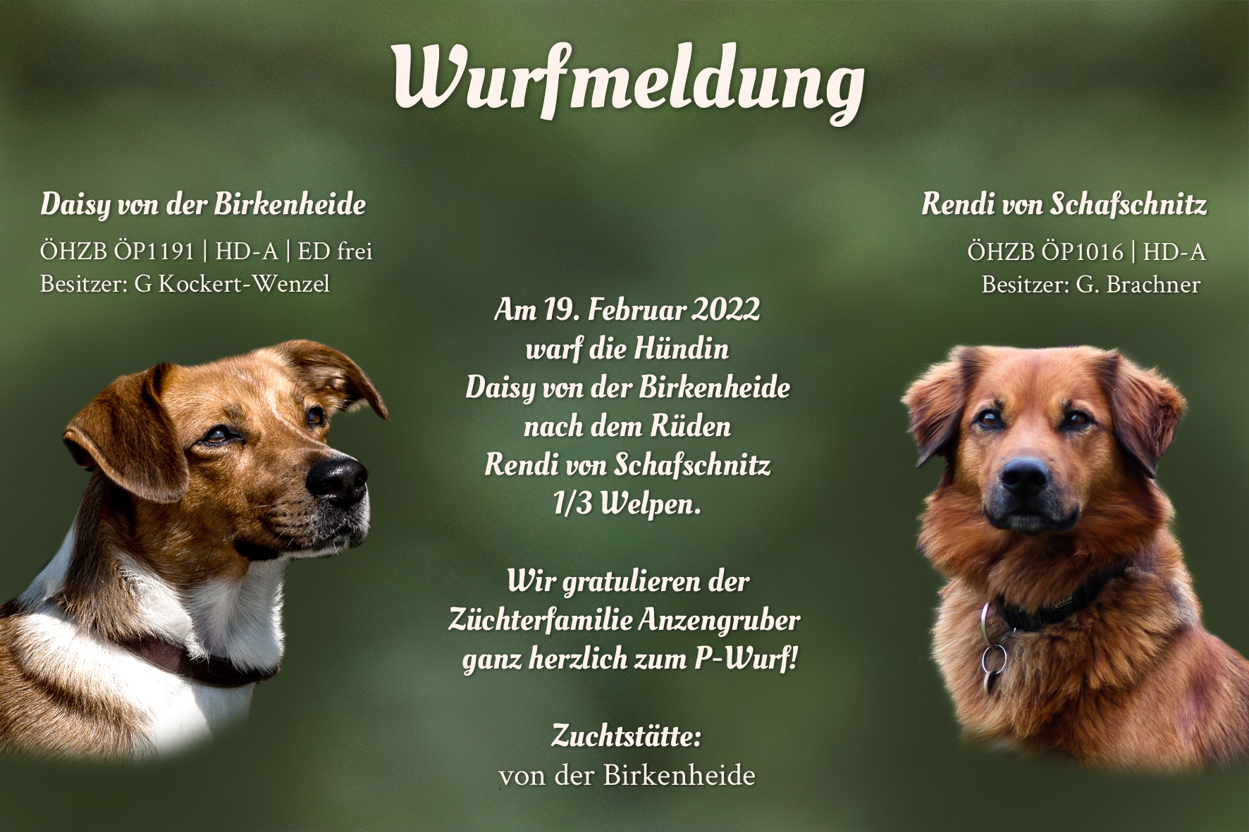 Wurfmeldung P-Wurf Birkenheide