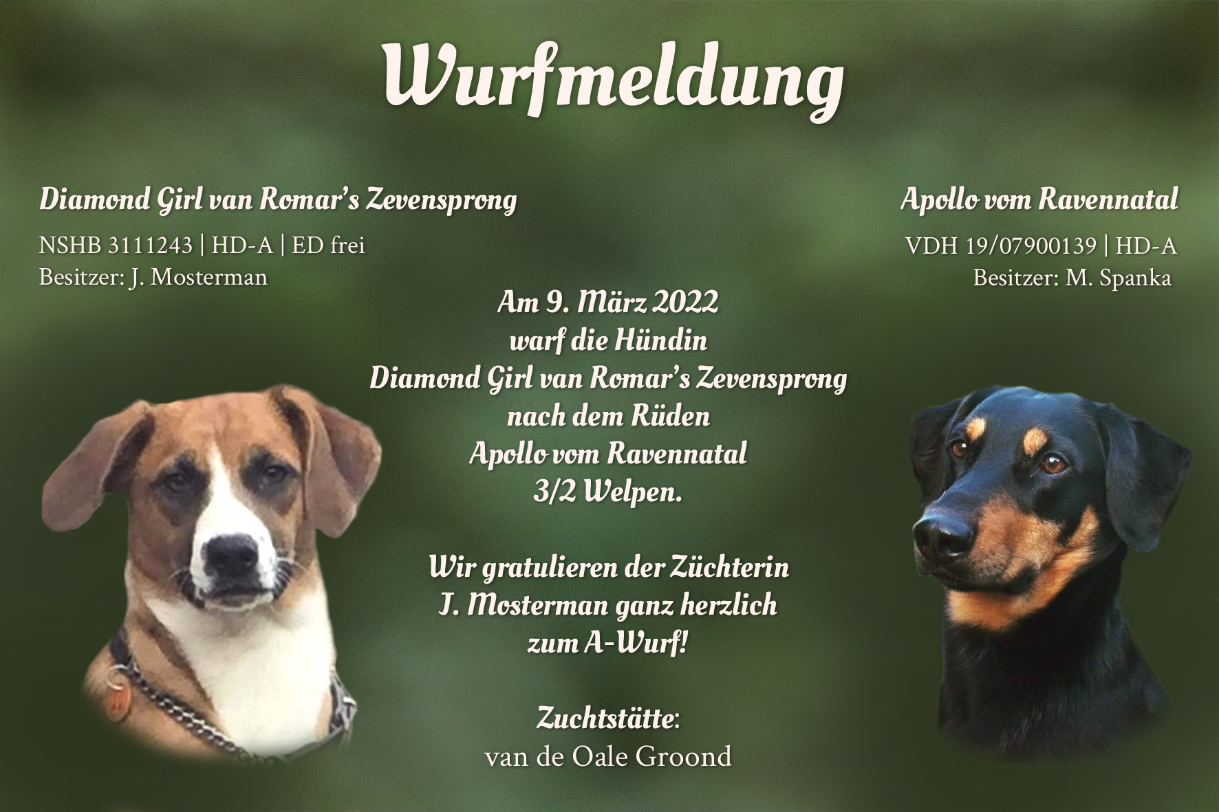 Wurfmeldung A-Wurf Oale Groond NL