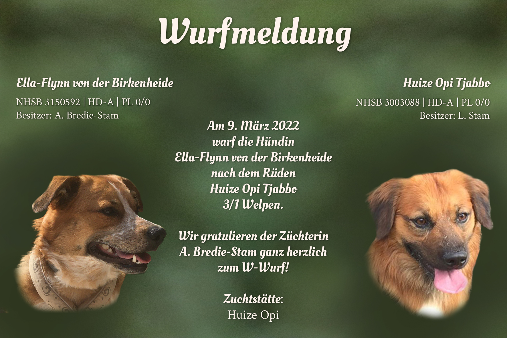 Wurfmeldung W-Wurf Huize Opi