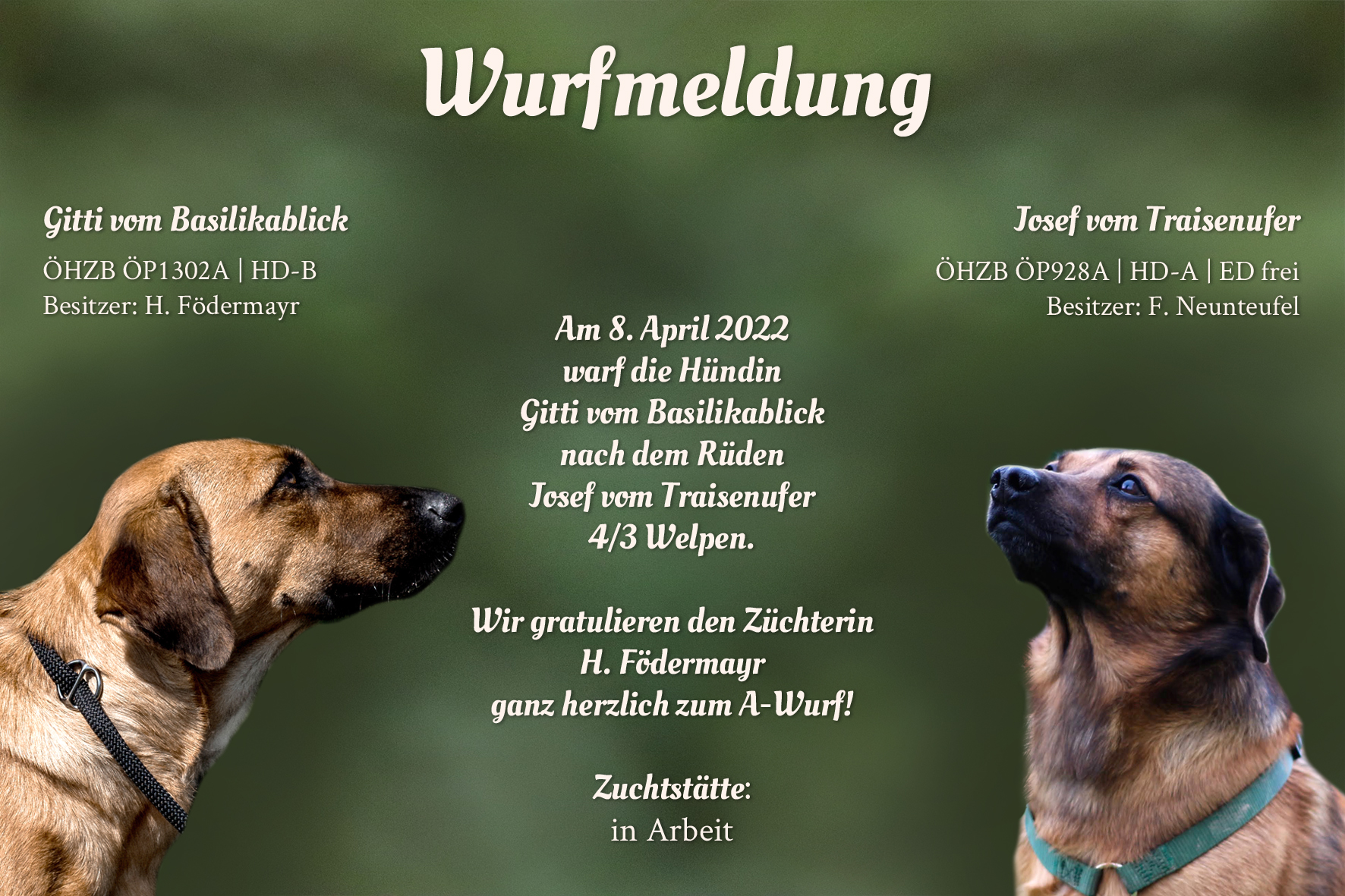 Wurfmeldung A-Wurf Födermayr