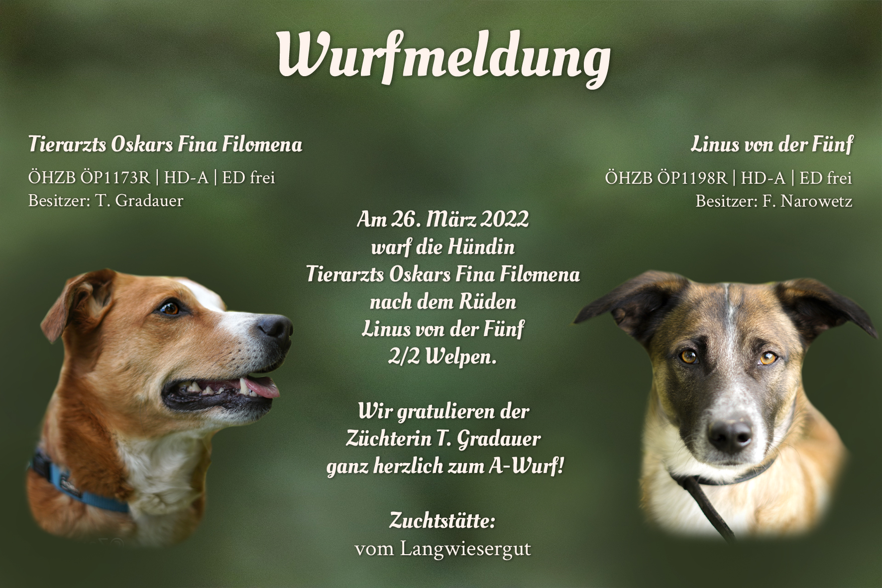 Wurfmeldung A-Wurf Langwiesergut