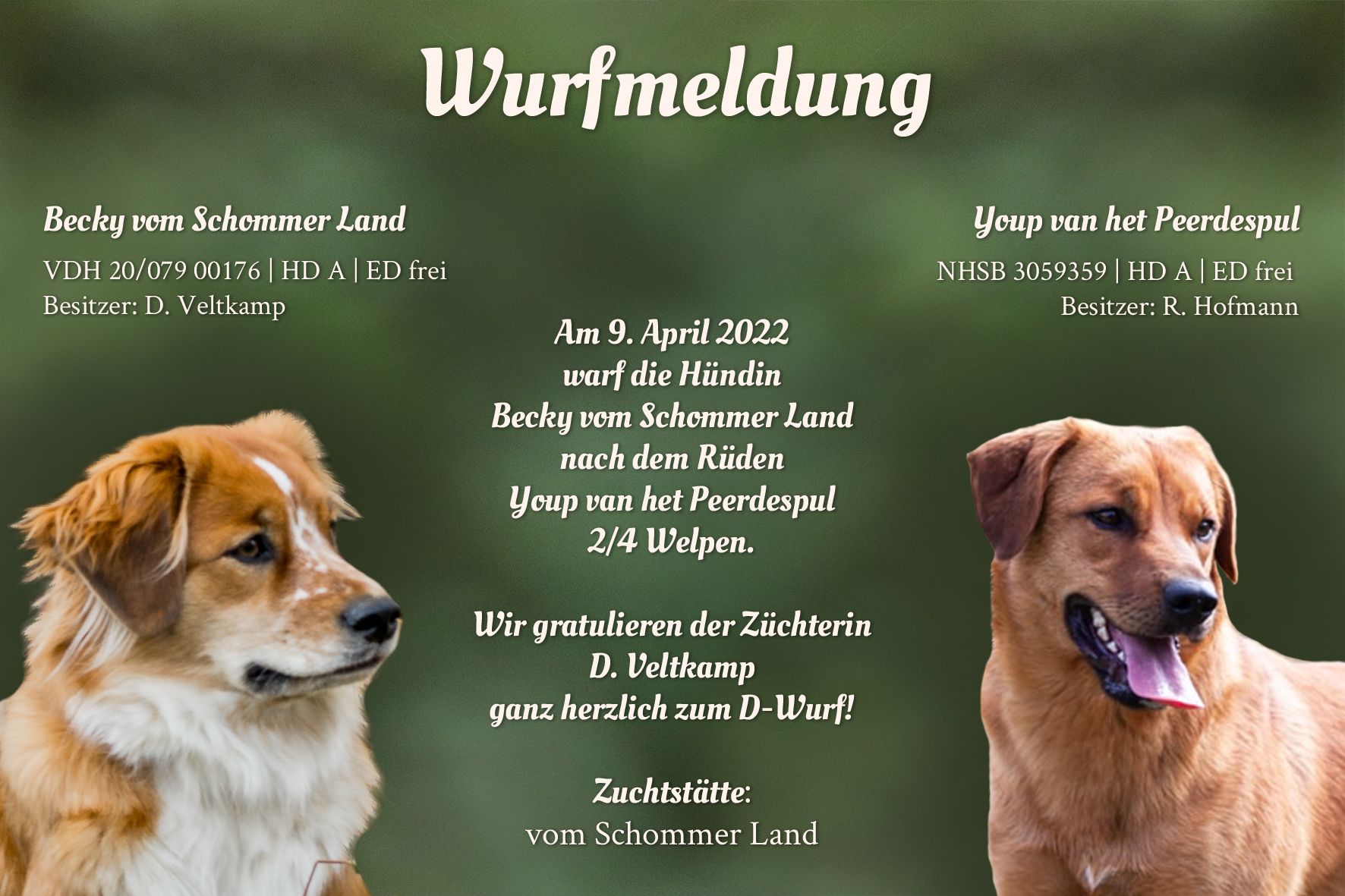 Wurfmeldung D-Wurf Schommer Land
