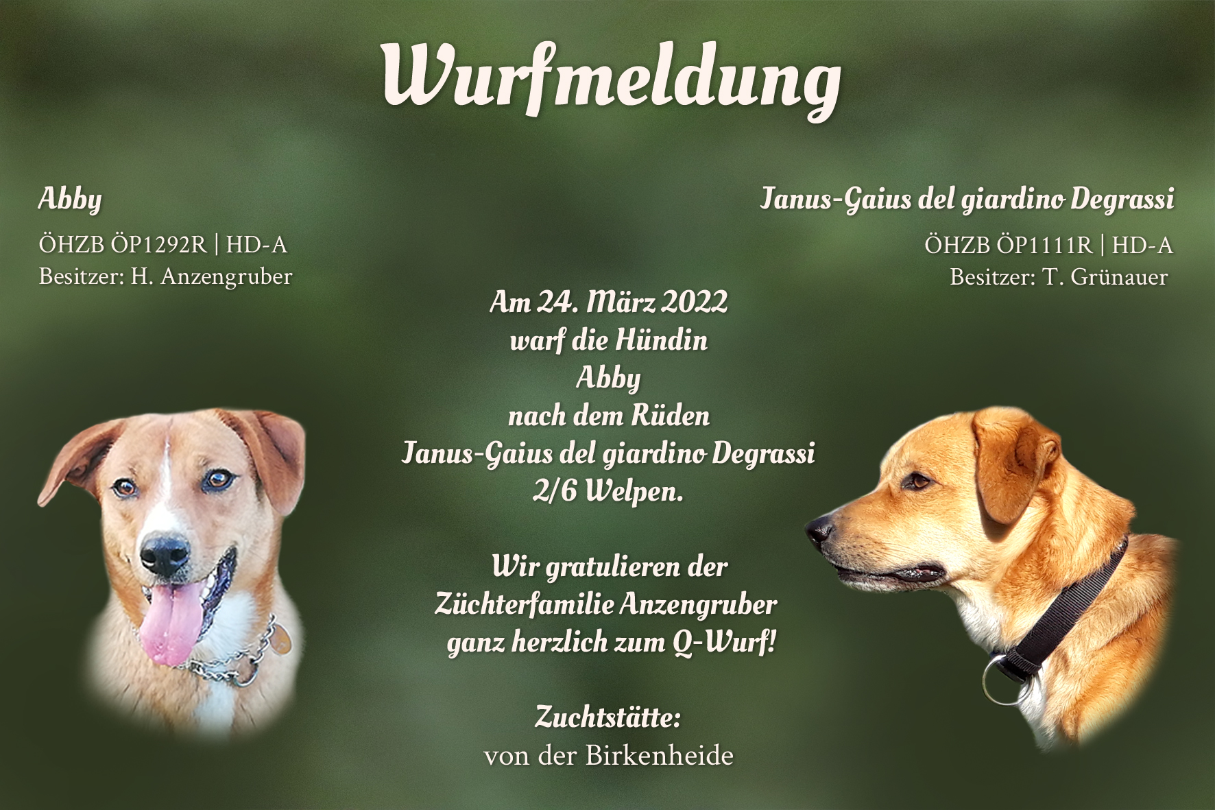 Wurfmeldung Q-Wurf Birkenheide