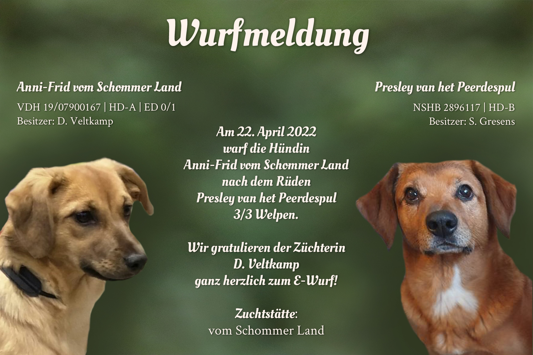 Wurfmeldung E-Wurf Schommer Land
