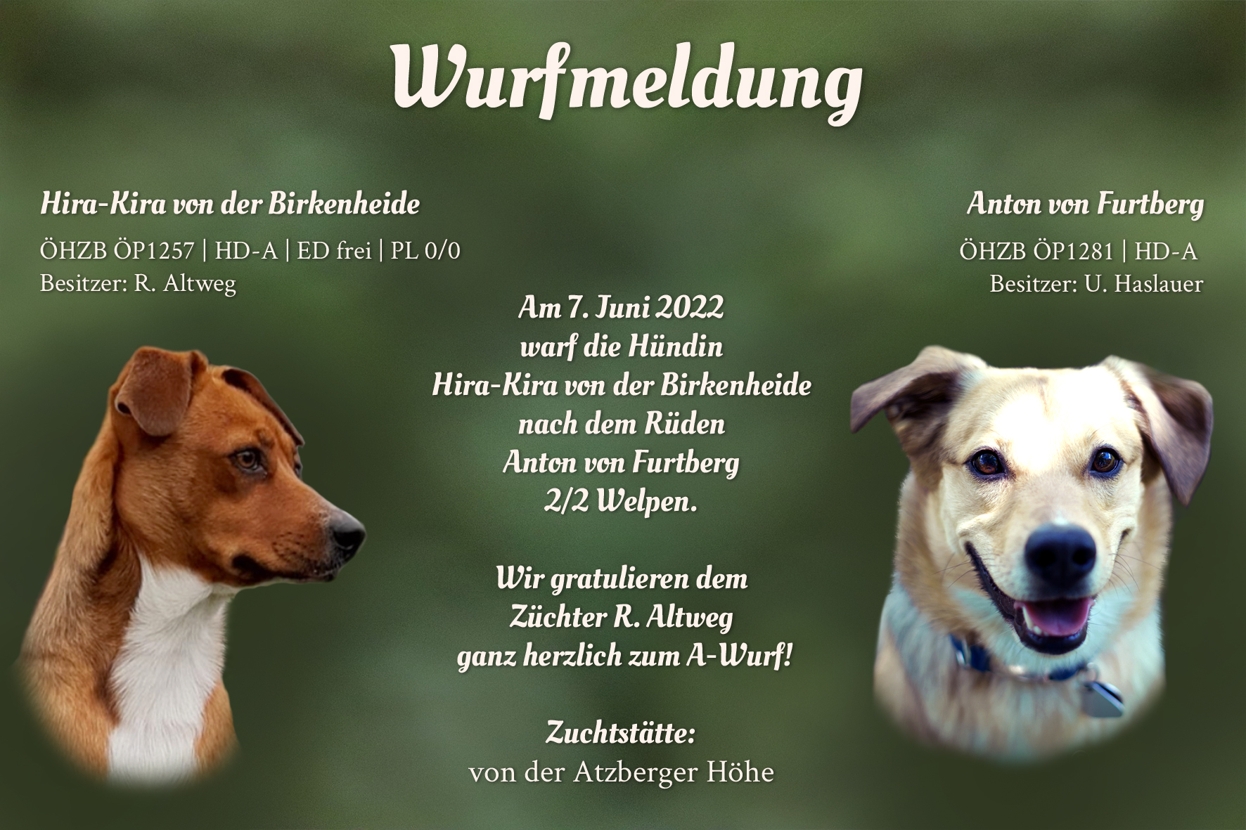 Wurfmeldung A-Wurf Atzberger Höhe
