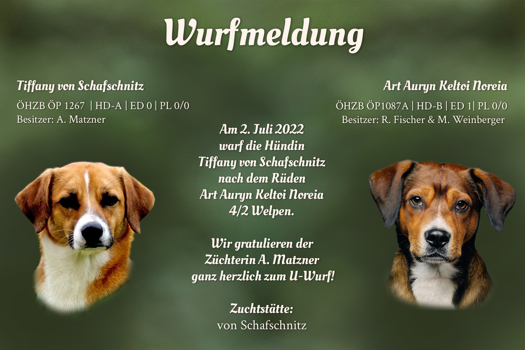 Wurfmeldung U-Wurf Schafschnitz
