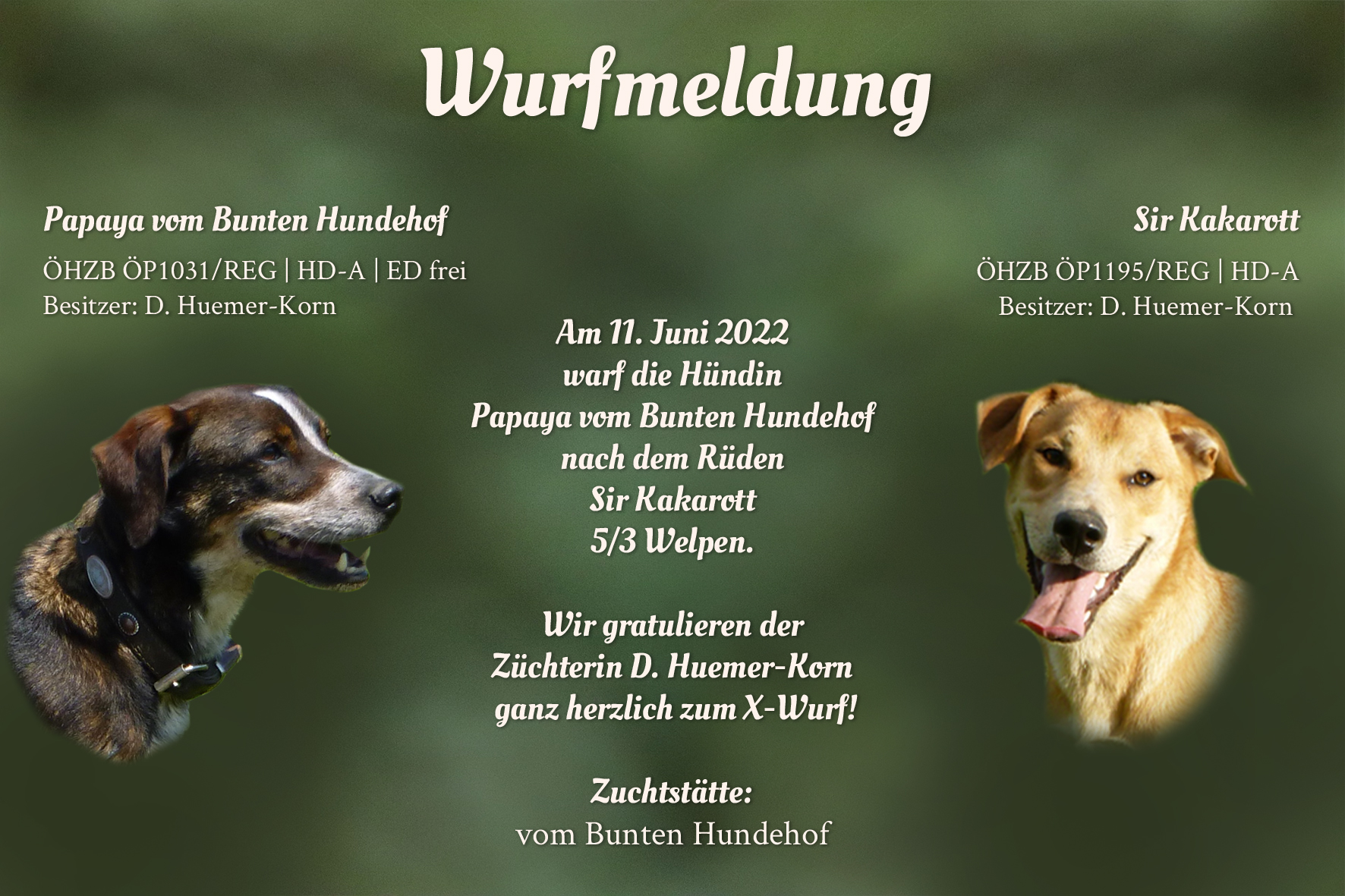 Wurfmeldung X-Wurf Bunter Hundehof