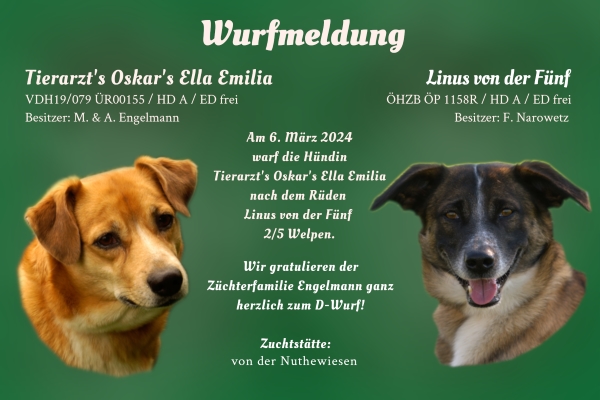 Wurfmeldung D-Wurf Nuthewiesen DE