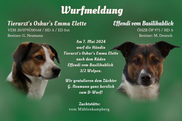 Wurfmeldung D-Wurf Mühlenkampberg DE