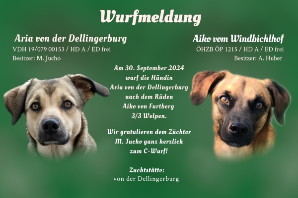 Wurfmeldung C-Wurf Dellingerburg