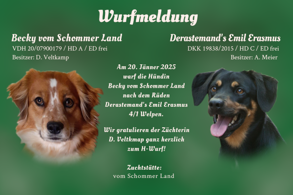 Wurfmeldung H-Wurf Schommer Land