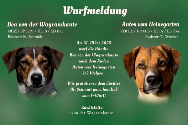 Wurfmeldung F-Wurf Wagramkante