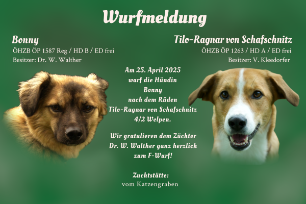 Wurfmeldung F-Wurf Katzengraben