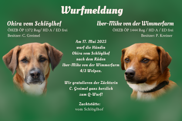 Wurfmeldung Q-Wurf Schlöglhof